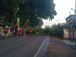 Pohon Mahoni Tumbang di Ciutara, Jalan Nasional Sukabumi-Bogor Tertutup Total
