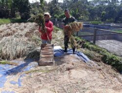 Bantu Petani Panen Padi, Bentuk Dukungan Babinsa Koramil 0622-05/Kalapanunggal Sukseskan Swasembada Pangan