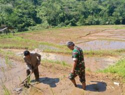 Wujud Kepedulian, Babinsa Koramil 0622-05/Kalapanunggal Bantu Warga Bajak Sawah