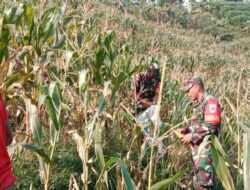 KORAMIL 0622-05/KALAPANUNGGAL MELAKSANAKAN PANEN JAGUNG MANIS DI LAHAN KETAHANAN PANGAN MILIK KORAMIL.