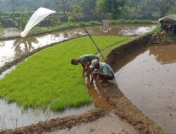Babinsa Laksanakan Pengecekan Bibit Padi Milik Petani Di Desa Binaan