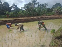 Babinsa Koramil 0622-05/Kalapanunggal Terjun Ke Sawah Ikut Tanam Padi
