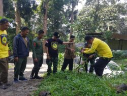 Lsm Dampal Jurig & TNI Berkolaborasi Hijaukan Kaki Gunung Gede & Halimun Salak Dengan Aksi Penanaman Pohon & Opsih Di Hari Lingkungan hidup Sedunia & HUT Kodam III Siliwangi