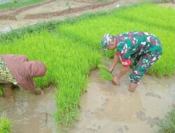 Bantu Petani Tanam Padi, ini Cara Babinsa Turut Meningkatkan Ketahanan Pangan