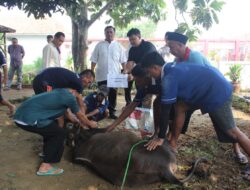 Lembaga Permasyarakatan ( Lapas ) Kelas IIA Serang Melaksanakan Pemotongan Hewan Kurban