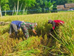 Sukseskan Ketahanan Pangan, Babinsa Bantu Petani Panen Padi