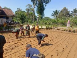 Babinsa Koramil 2205/Kalapanunggal Bareng PPL Dampingi Poktan Cicadas Tanam Padi