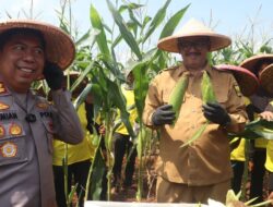 PANEN RAYA JAGUNG, BUPATI TEGASKAN MENDUKUNG SWASEMBADA PANGAN DAN PETANI SEJAHTERA