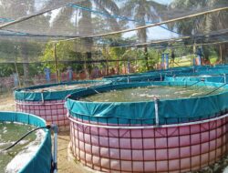 Kelola Budidaya Ikan Nila, BUMDes Parabon Hegarmanah Buktikan Efisiensi Anggaran di Tengah Keterbatasan