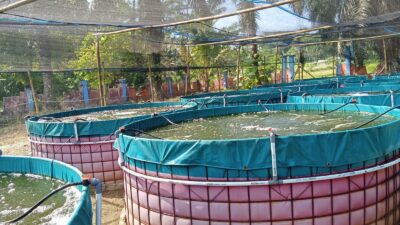 Kelola Budidaya Ikan Nila, BUMDes Parabon Hegarmanah Buktikan Efisiensi Anggaran di Tengah Keterbatasan