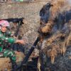 RESPONS CEPAT KEBAKARAN KAMPUNG ADAT CISOLOK, DANDIM 0622/KAB. SUKABUMI PASTIKAN KESELAMATAN 420 WARGA TERDAMPAK